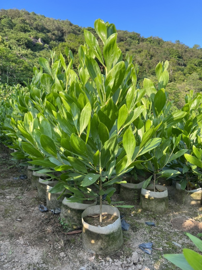 大叶相思袋苗农户自销自产复绿造林树马占相思台湾相思