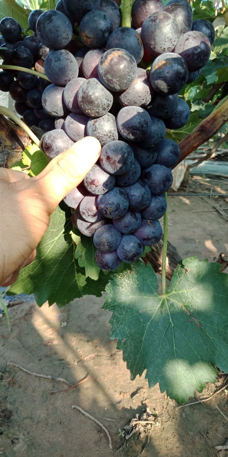 夏黑葡萄