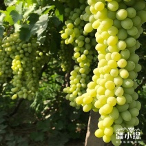 新疆无核白葡萄疆小缇无核白葡萄颗颗精品