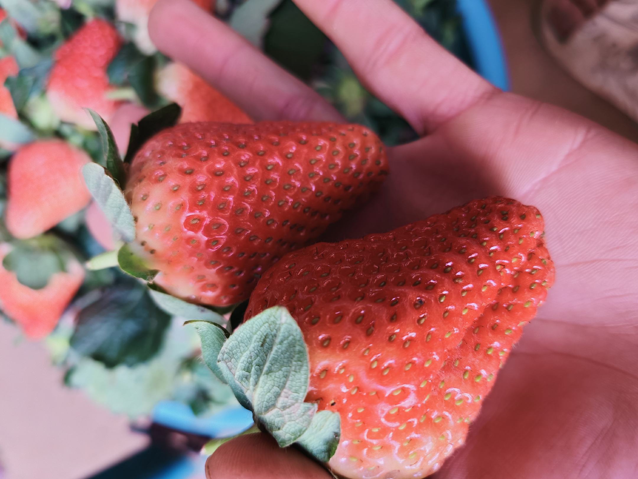 一颗刚刚剥壳的新鲜板栗,果仁晶莹剔透,表面还带着自然的湿润光泽 新鲜板栗特写