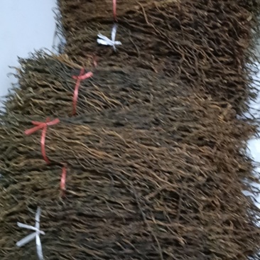 干江豆