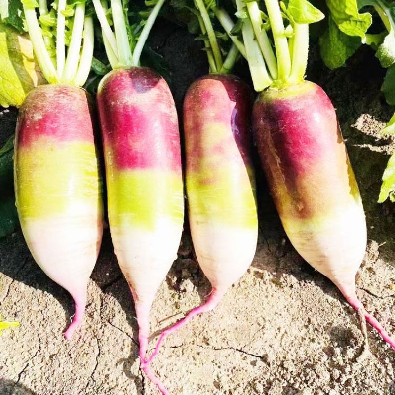 冰甜心7号冰淇淋水果萝卜种子三色肉紫花色脆甜萝卜种原装