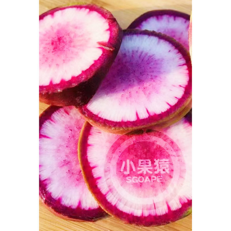 冰甜心7号冰淇淋水果萝卜种子三色肉紫花色脆甜萝卜种原装