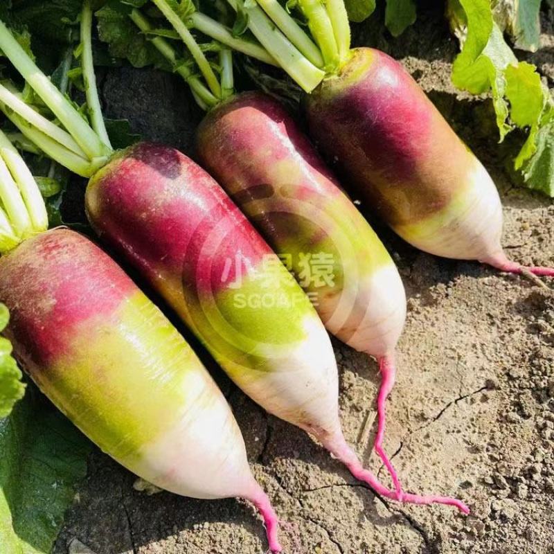 冰甜心7号冰淇淋水果萝卜种子三色肉紫花色脆甜萝卜种原装