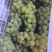 贵州水晶葡萄，个头匀称，大串小串均有果，市场工厂可对接