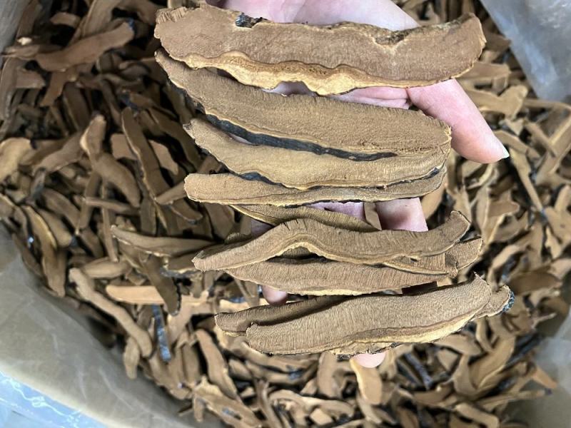 黑灵芝切片