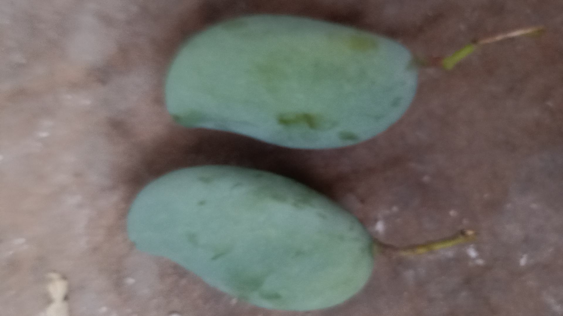 矢羽芒整果与切开特写对比图