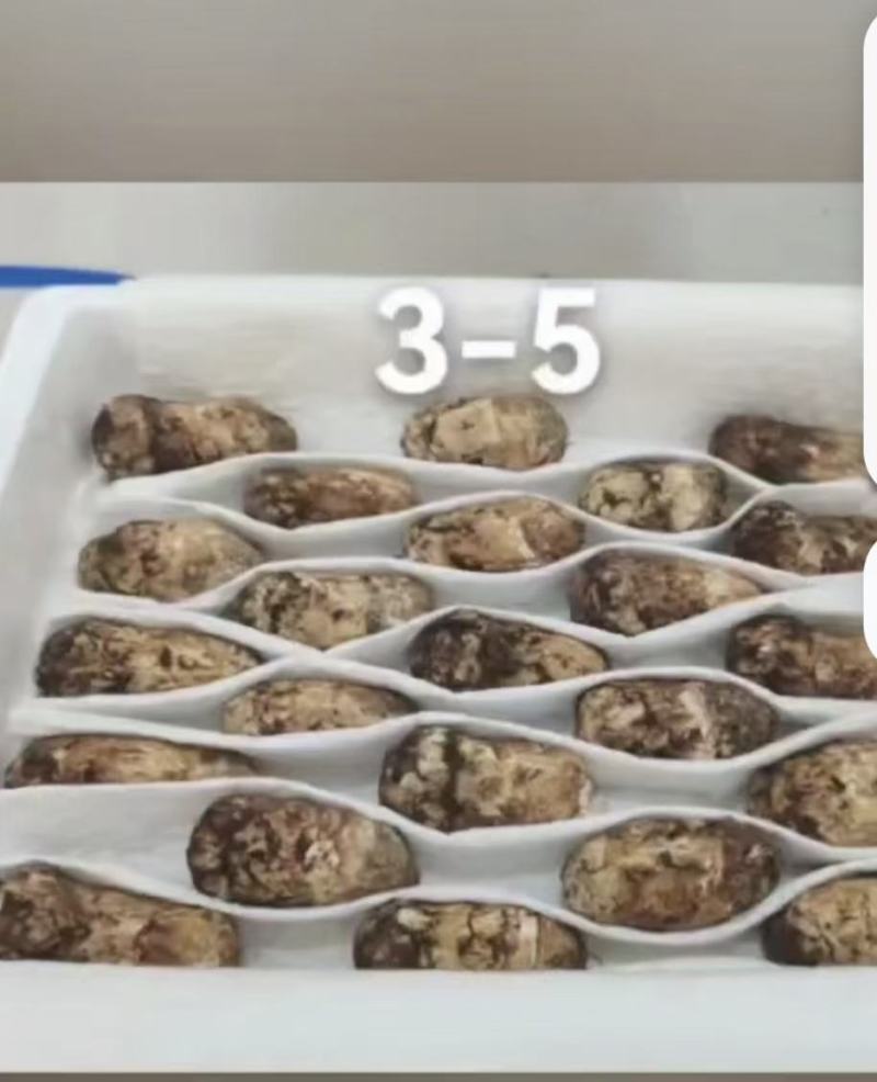 做鲜松茸，价格和品质有优势，欢迎询聊。