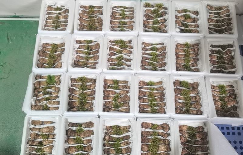 做鲜松茸，价格和品质有优势，欢迎询聊。