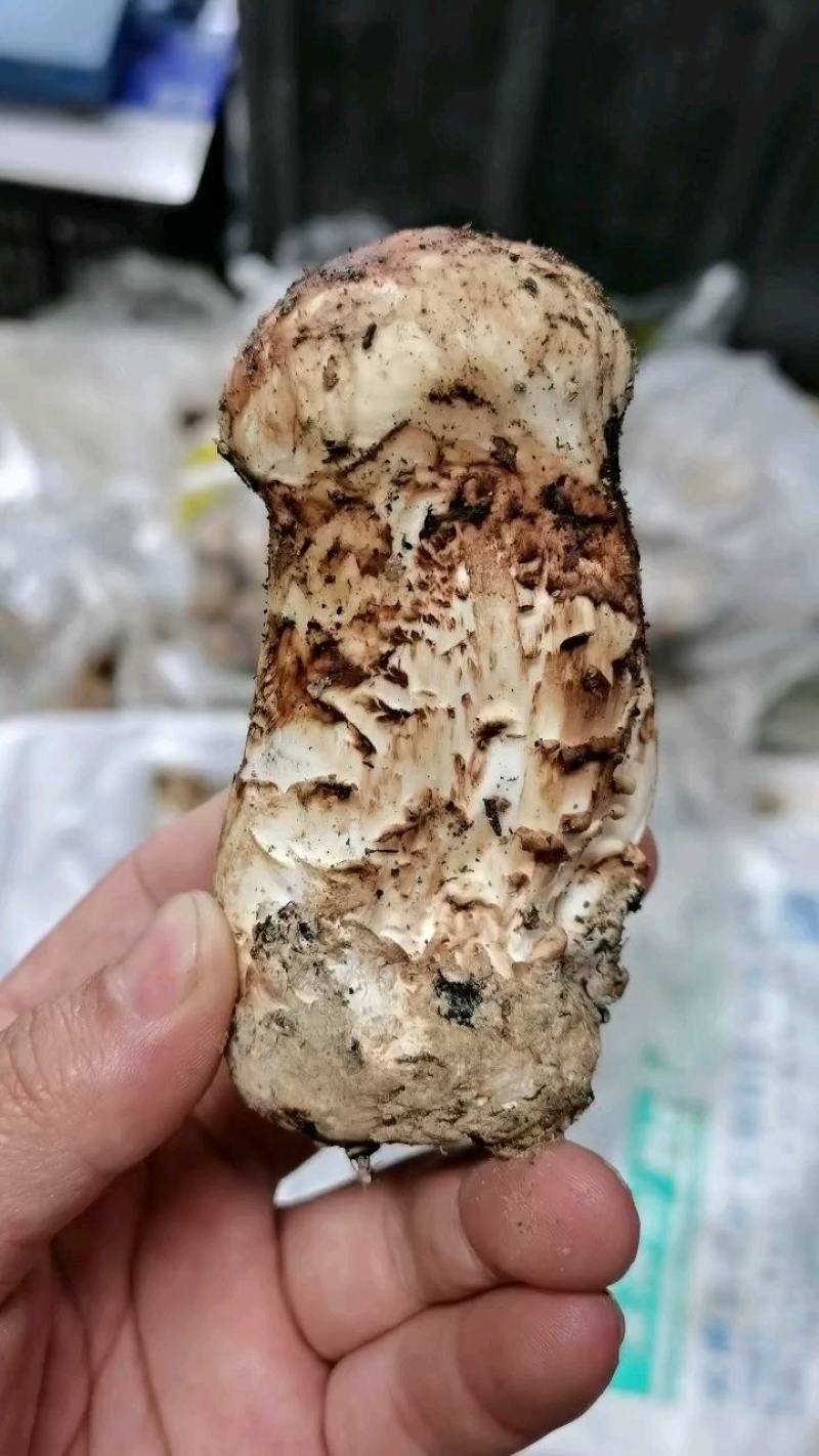 做鲜松茸，价格和品质有优势，欢迎询聊。