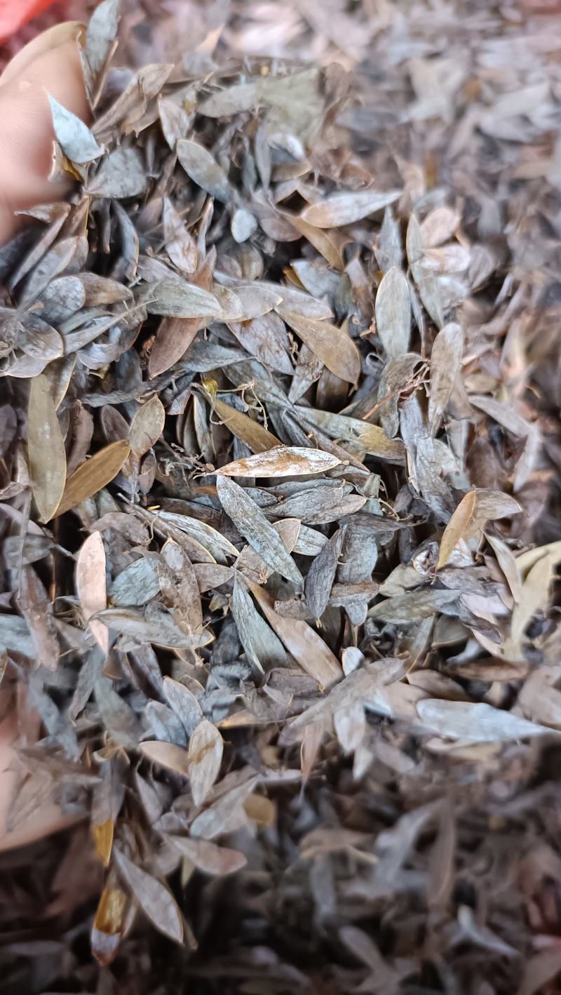 博落回果夹干货