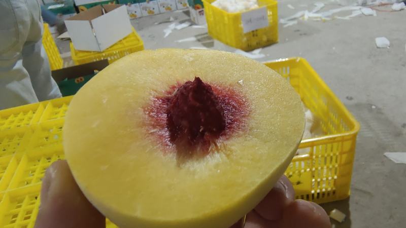 炎陵黄桃