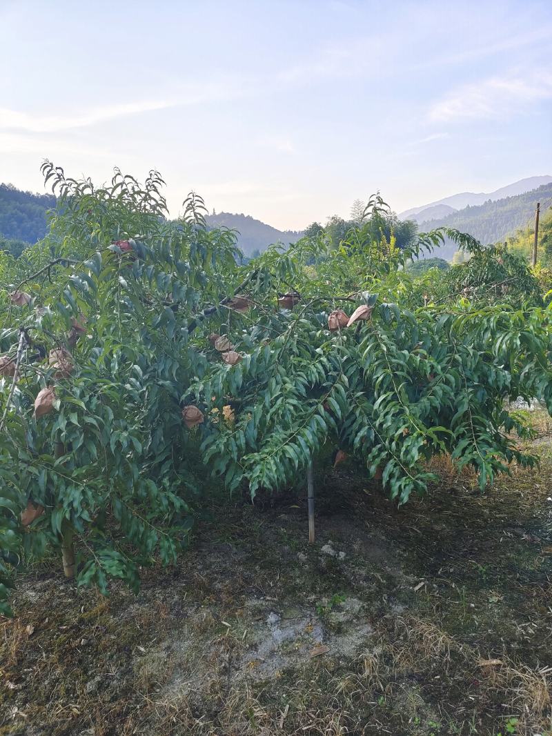 炎陵黄桃