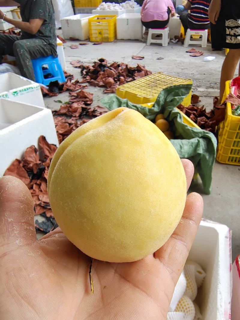 炎陵黄桃