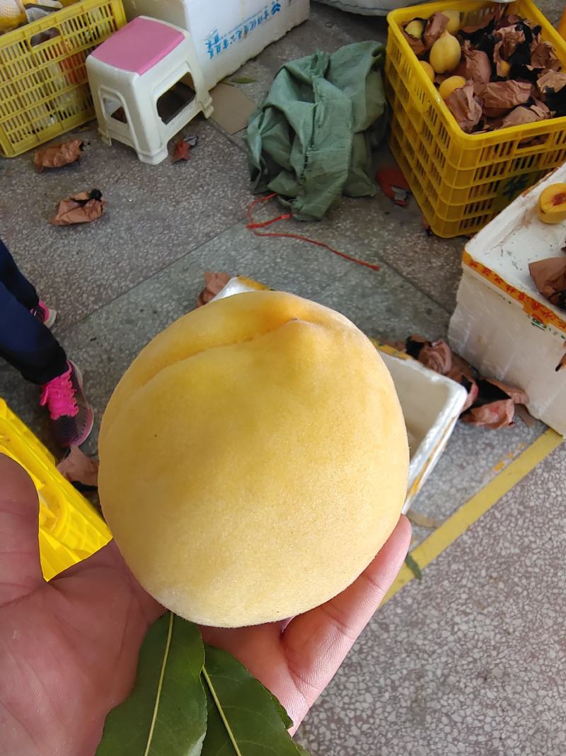 炎陵黄桃