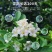新采九里香种子多年生灌木花卉阳台盆栽庭院美化驱蚊香草种