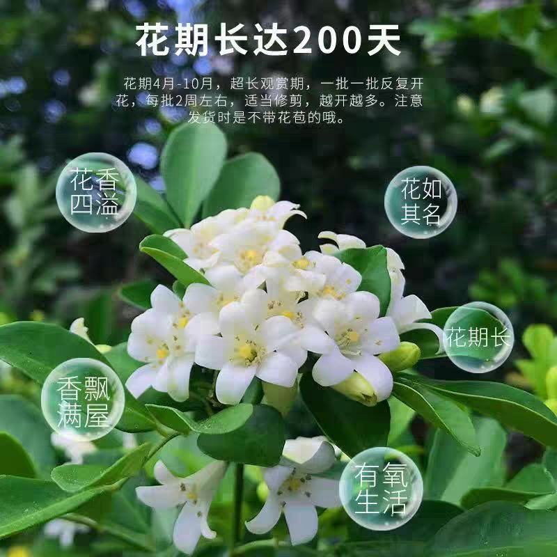 新采九里香种子多年生灌木花卉阳台盆栽庭院美化驱蚊香草种