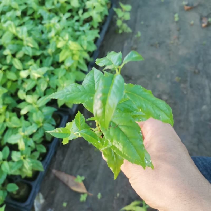 岗梅苗，岗梅杯苗