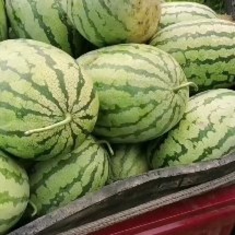湖北硒砂瓜，新鲜上市，量大优惠，产地直发，支持线上看货。