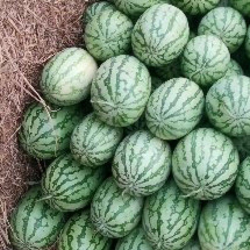湖北硒砂瓜，新鲜上市，量大优惠，产地直发，支持线上看货。