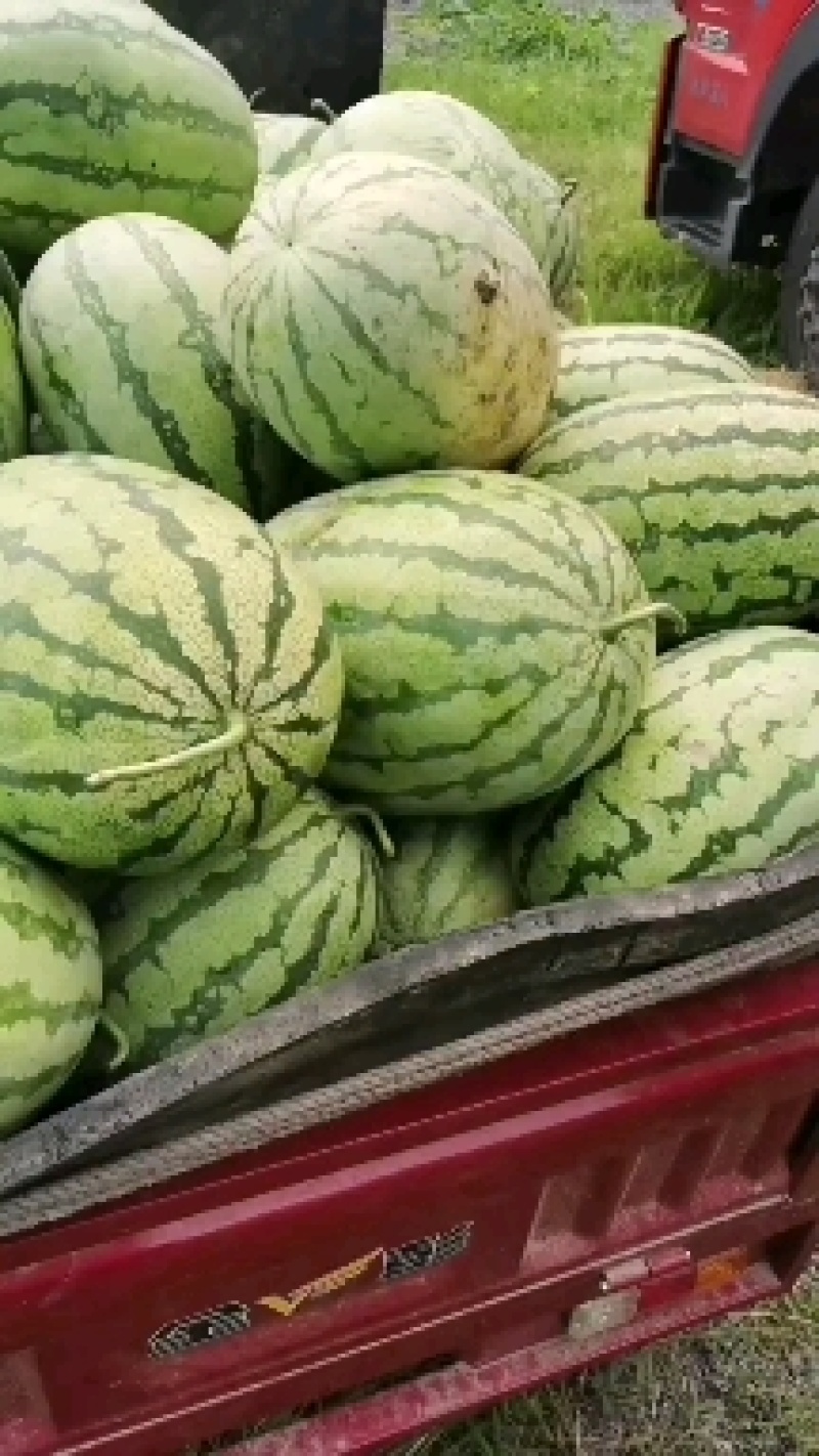 湖北西瓜，产地直发，新鲜上市量大优惠，品质好支持各种规格