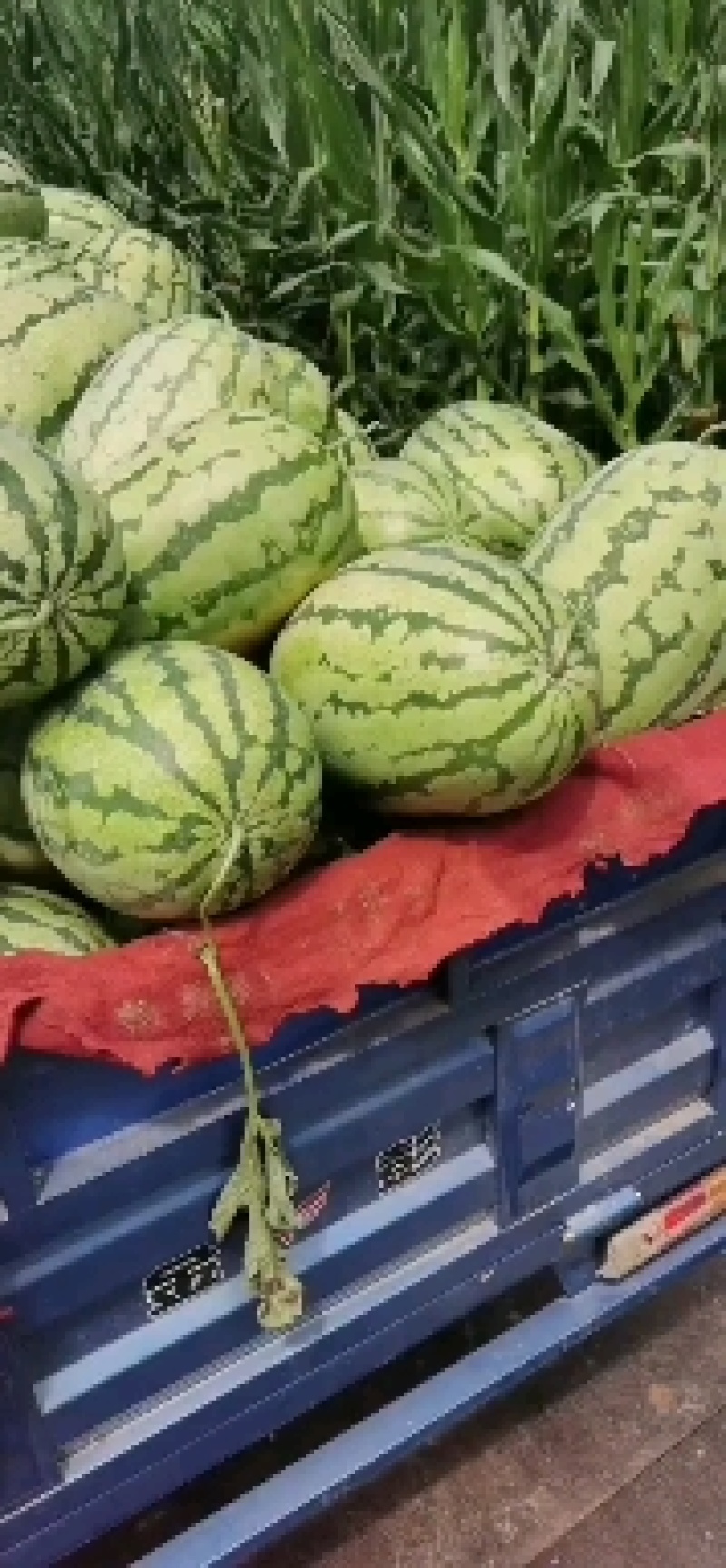 湖北西瓜，产地直发，新鲜上市量大优惠，品质好支持各种规格