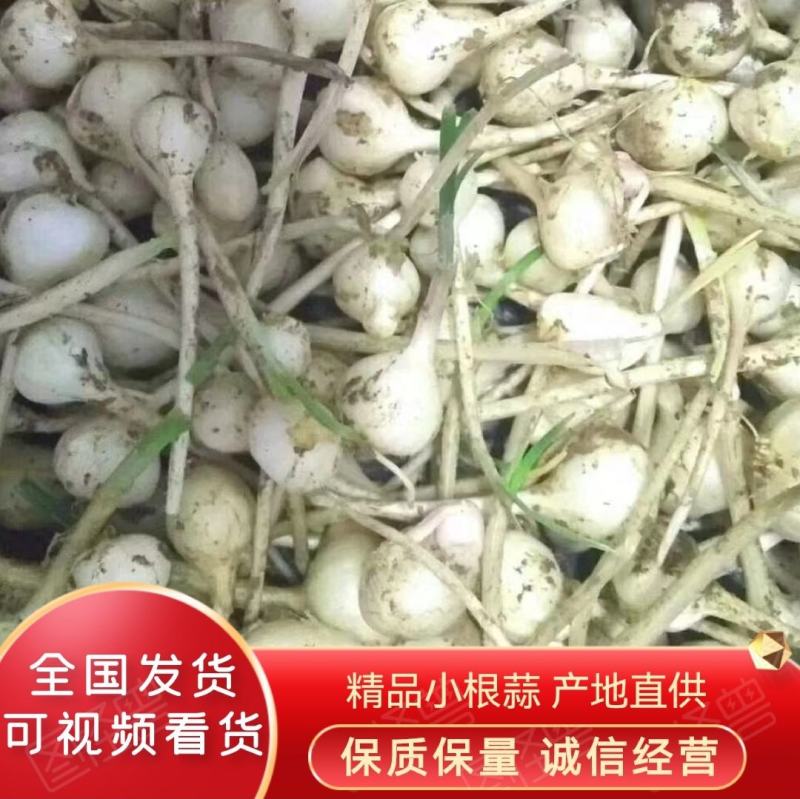 精品小根蒜产地直供品质保证对接市场批发电商档口商超