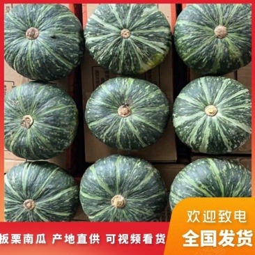 精品板栗南瓜香甜绵密产地直供品质保证一手货源量大价优
