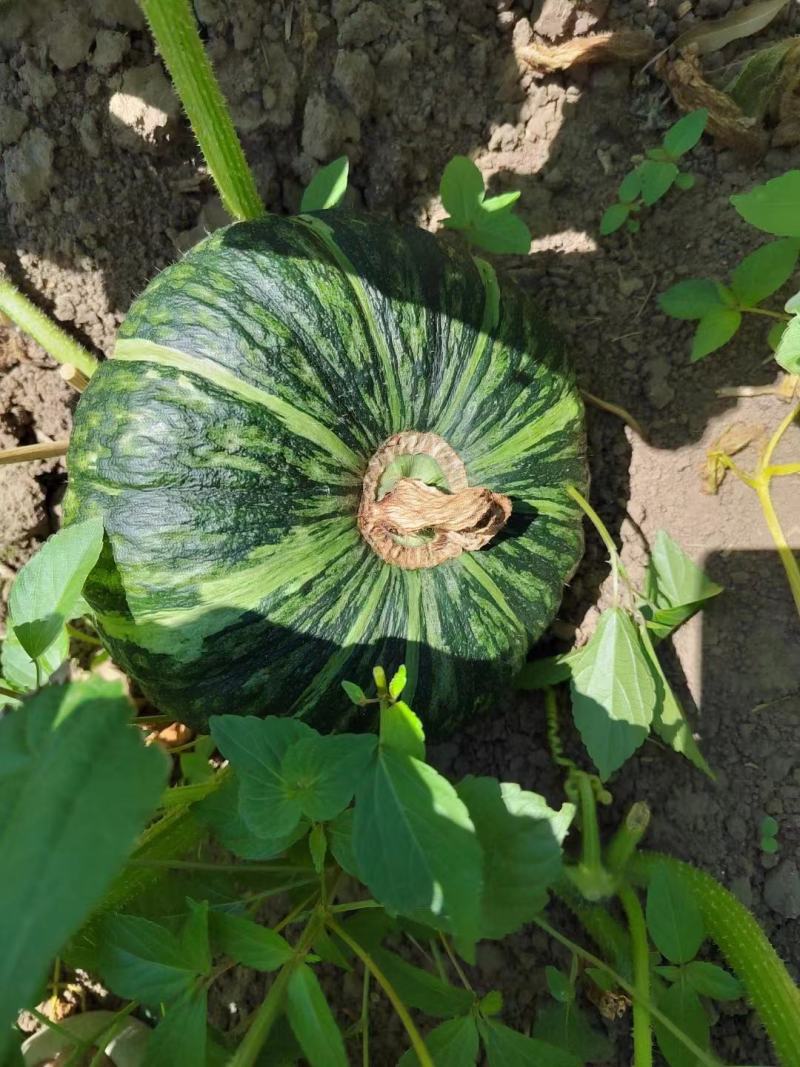 精品板栗南瓜香甜绵密产地直供品质保证一手货源量大价优