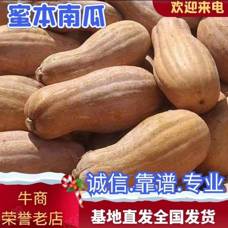 金韩蜜本南瓜市场货电商货养殖南瓜工厂南瓜可视频看货