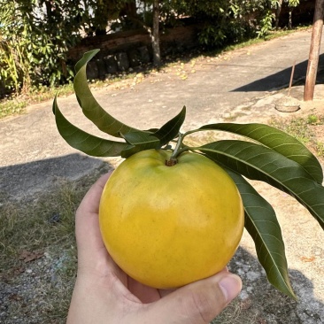 云南西双版纳黄晶果牛奶果又名雅美果,