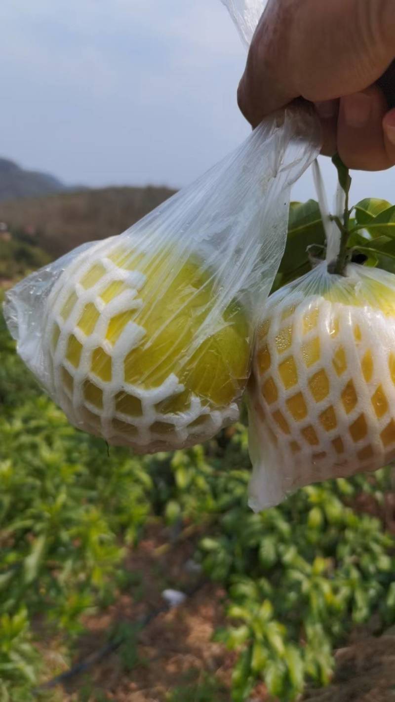 云南西双版纳黄晶果牛奶果又名雅美果，