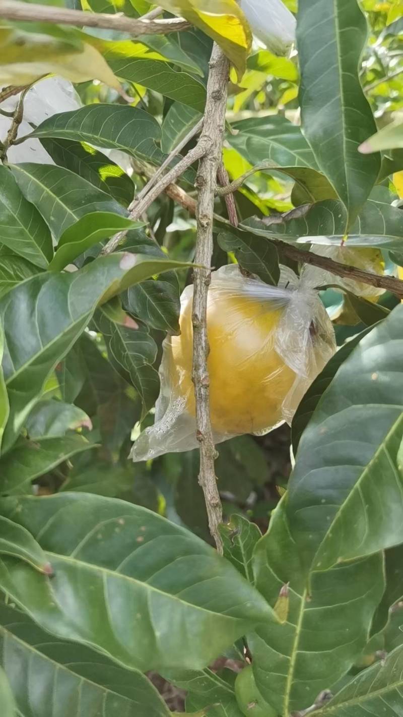 云南西双版纳黄晶果牛奶果又名雅美果，