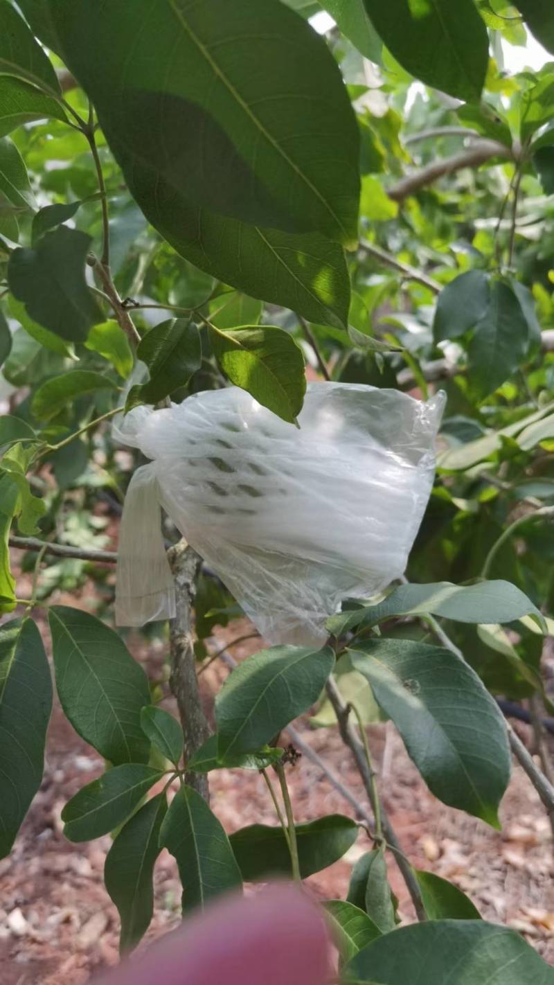 云南西双版纳黄晶果牛奶果又名雅美果，