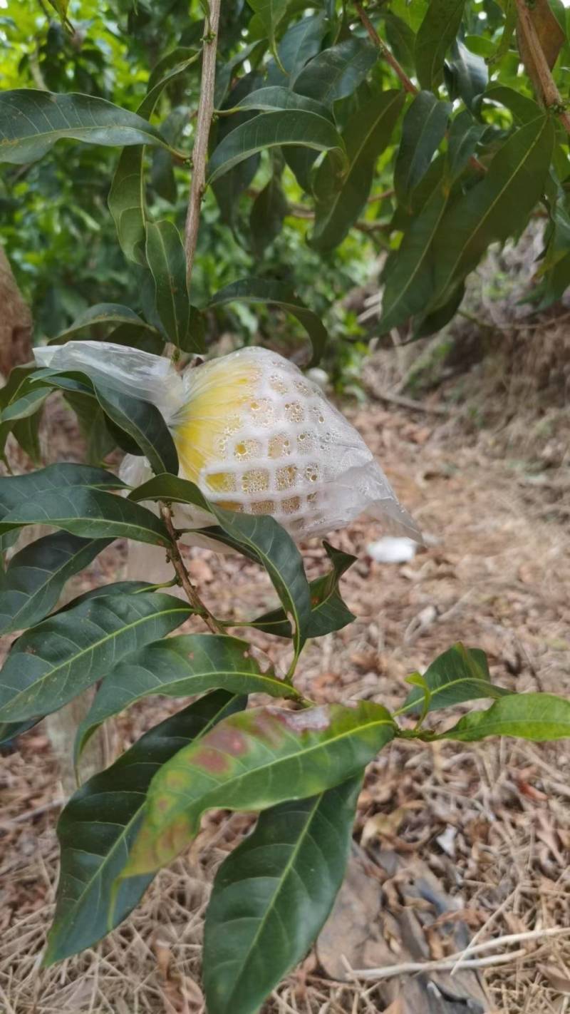 云南西双版纳黄晶果牛奶果又名雅美果，