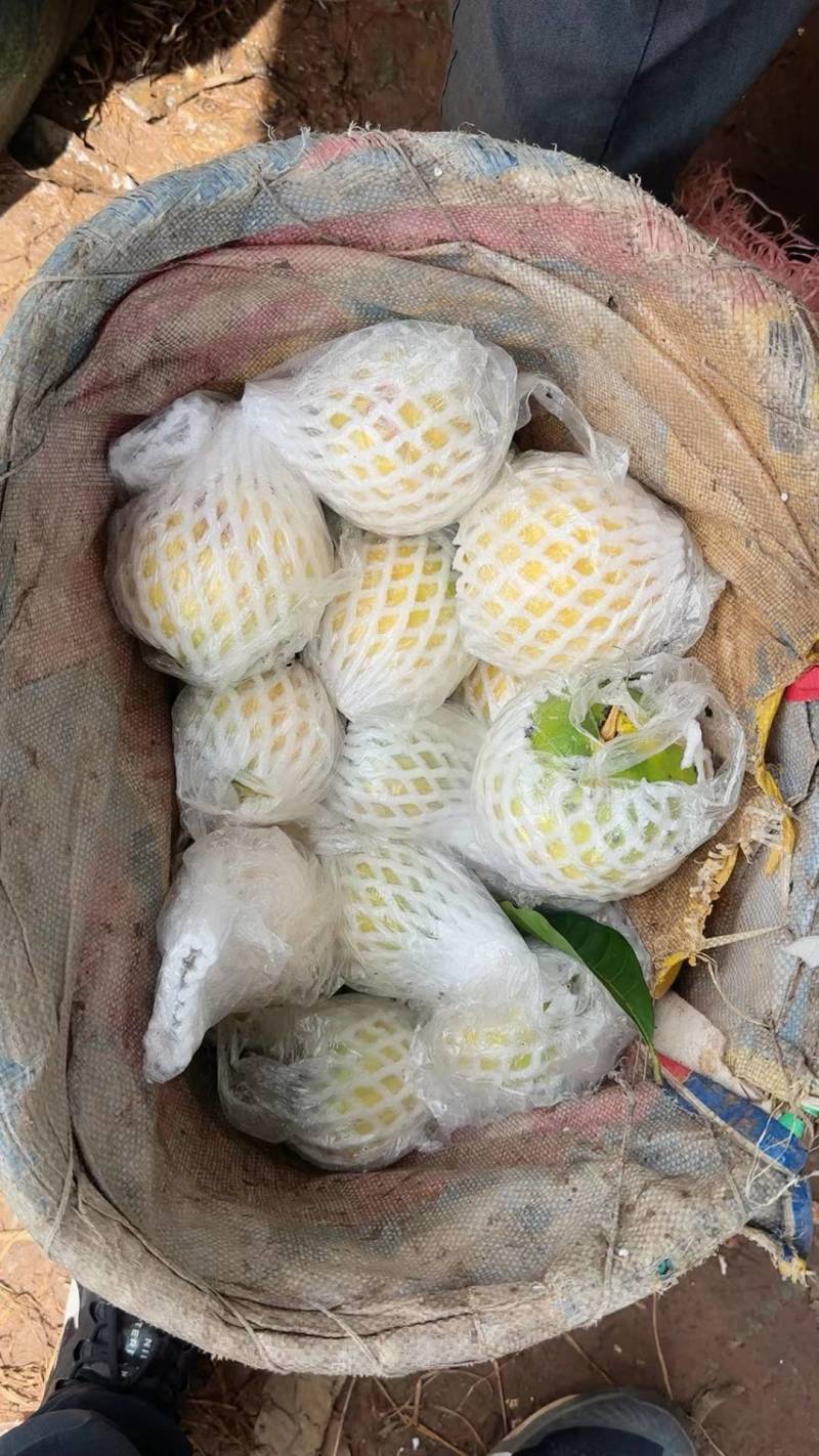 云南西双版纳黄晶果牛奶果又名雅美果，