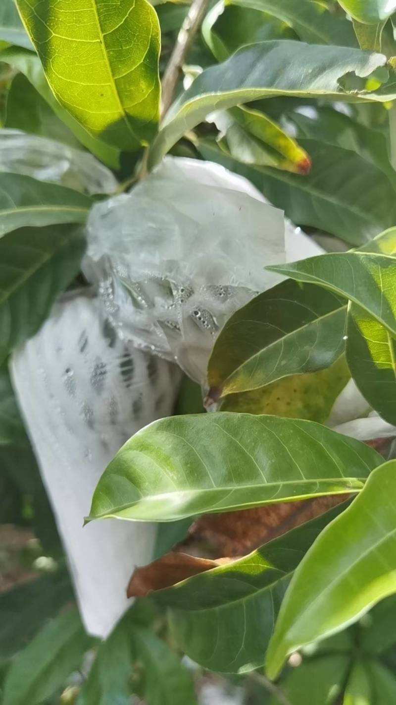 云南西双版纳黄晶果牛奶果又名雅美果，