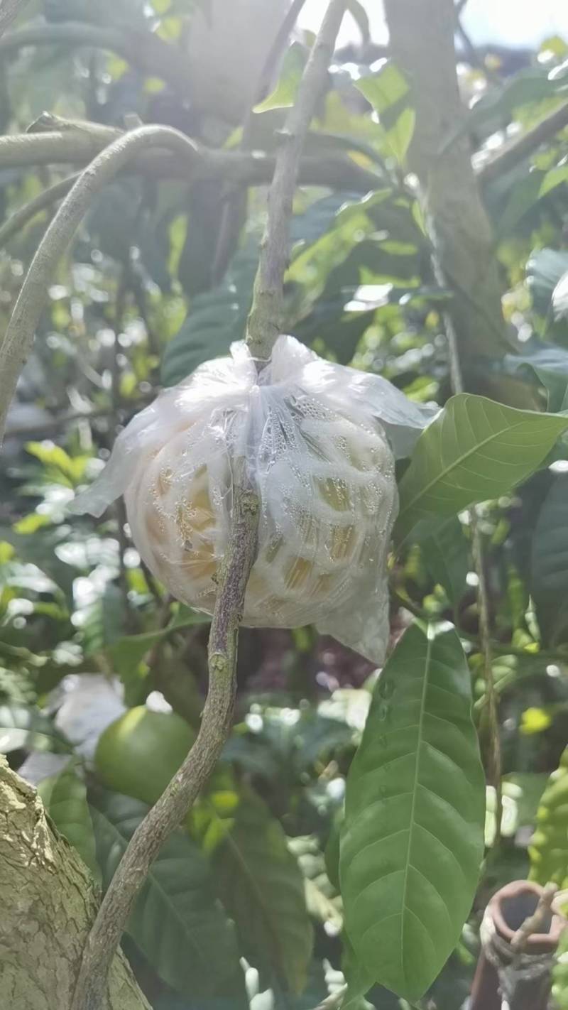 云南西双版纳黄晶果牛奶果又名雅美果，