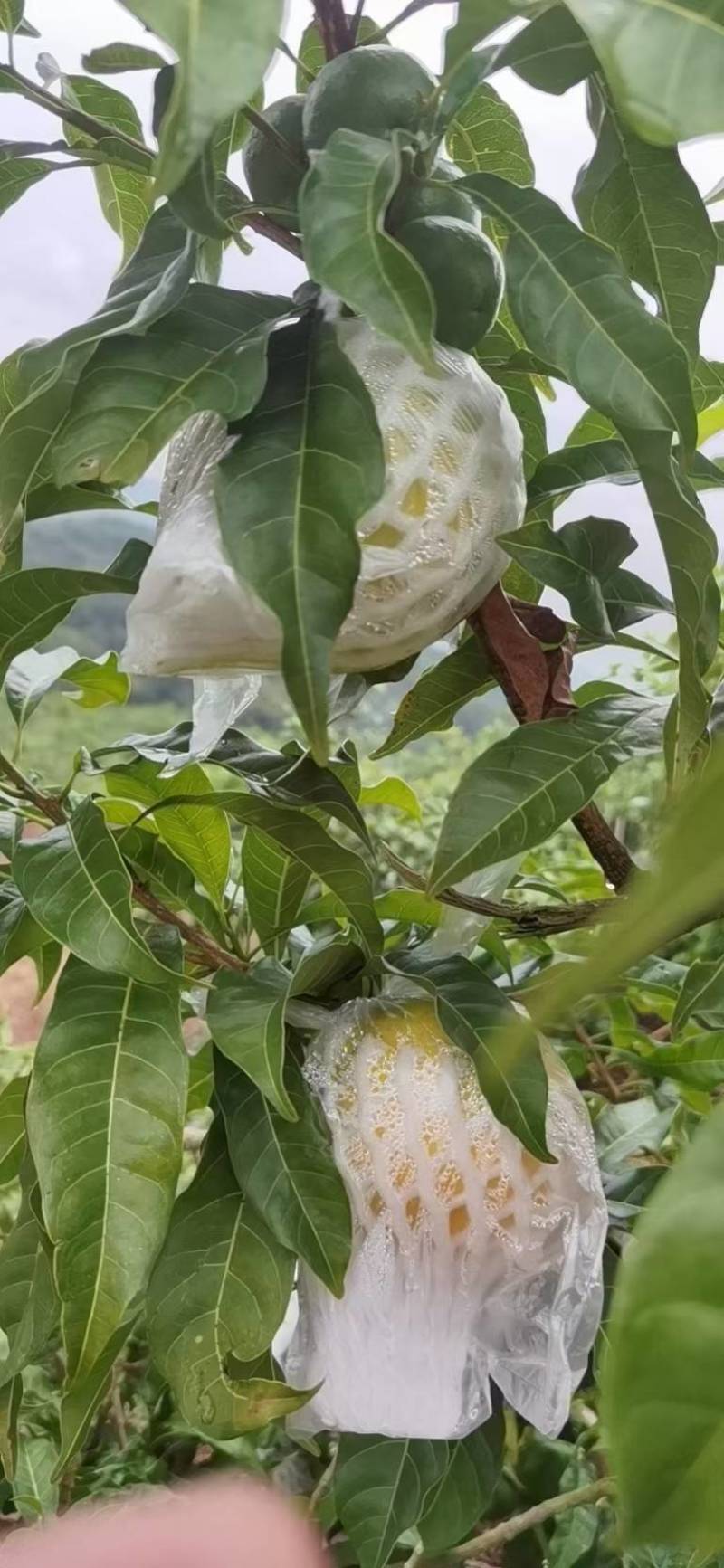 云南西双版纳黄晶果牛奶果又名雅美果，