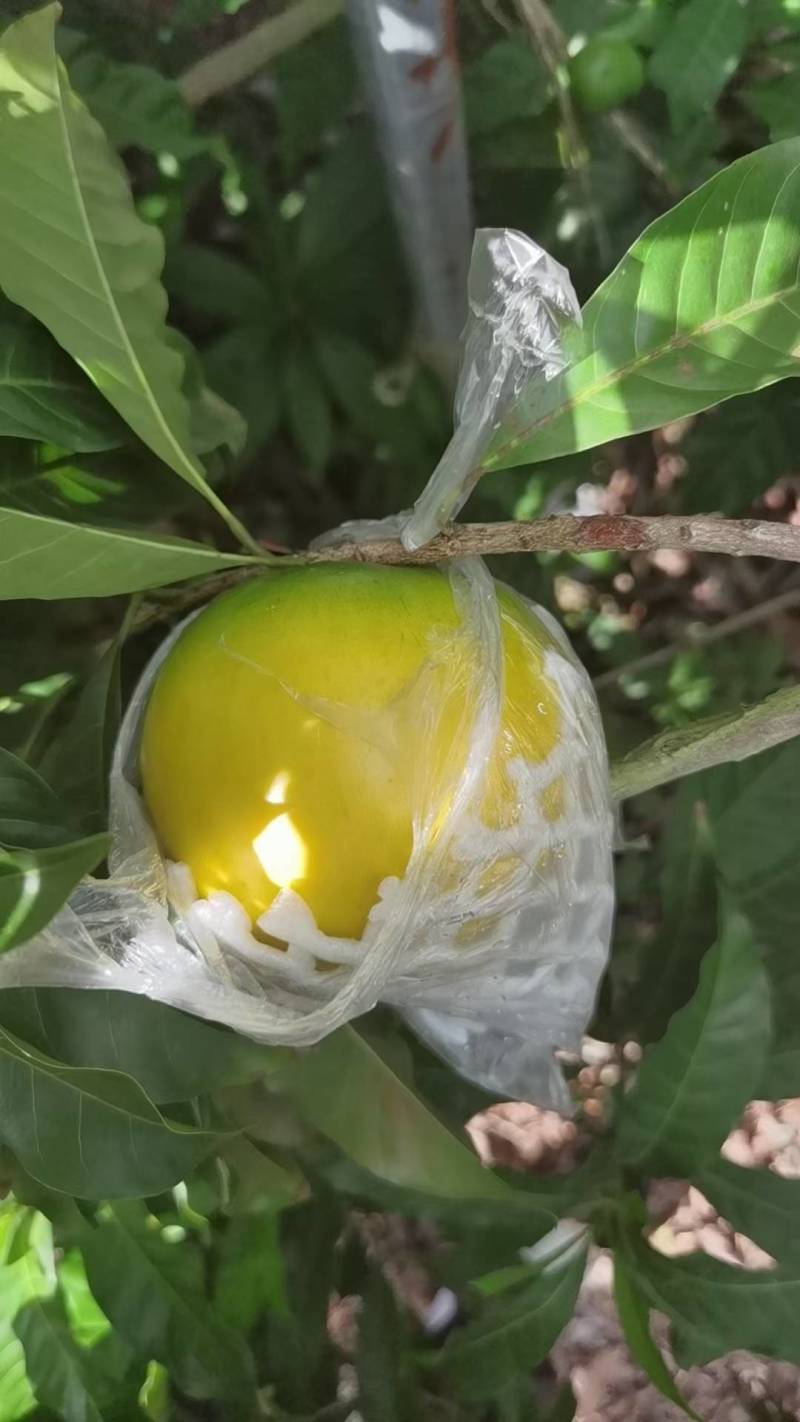 云南西双版纳黄晶果牛奶果又名雅美果，