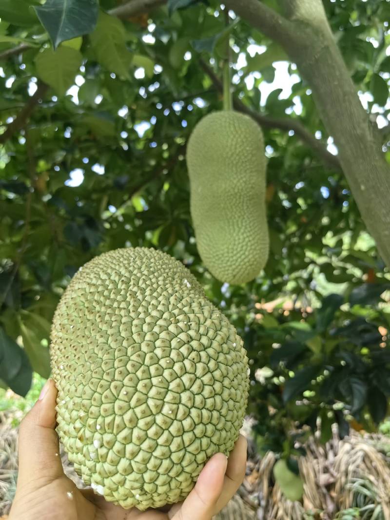 云南榴莲蜜