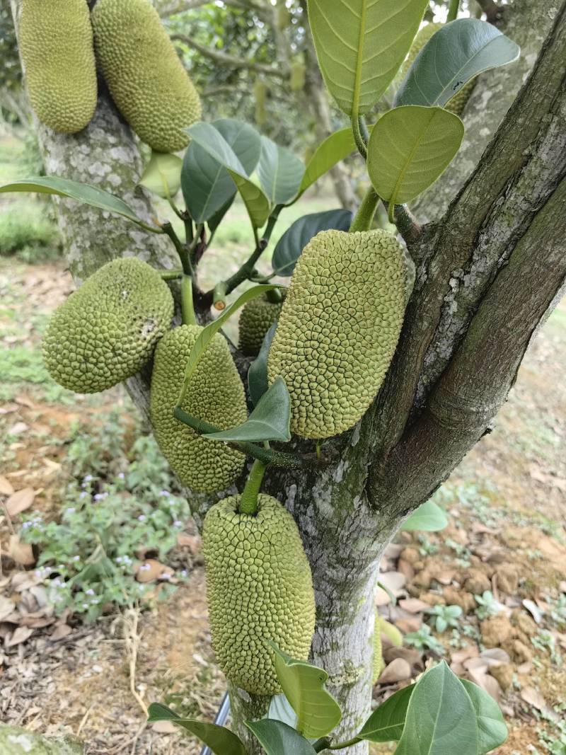 云南榴莲蜜