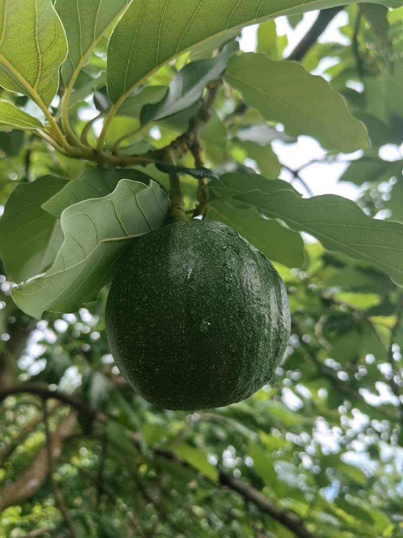 云南白沙牛油果