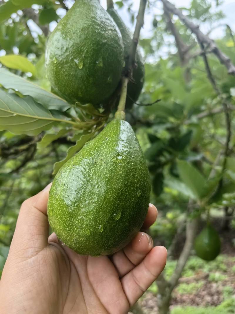 云南白沙牛油果