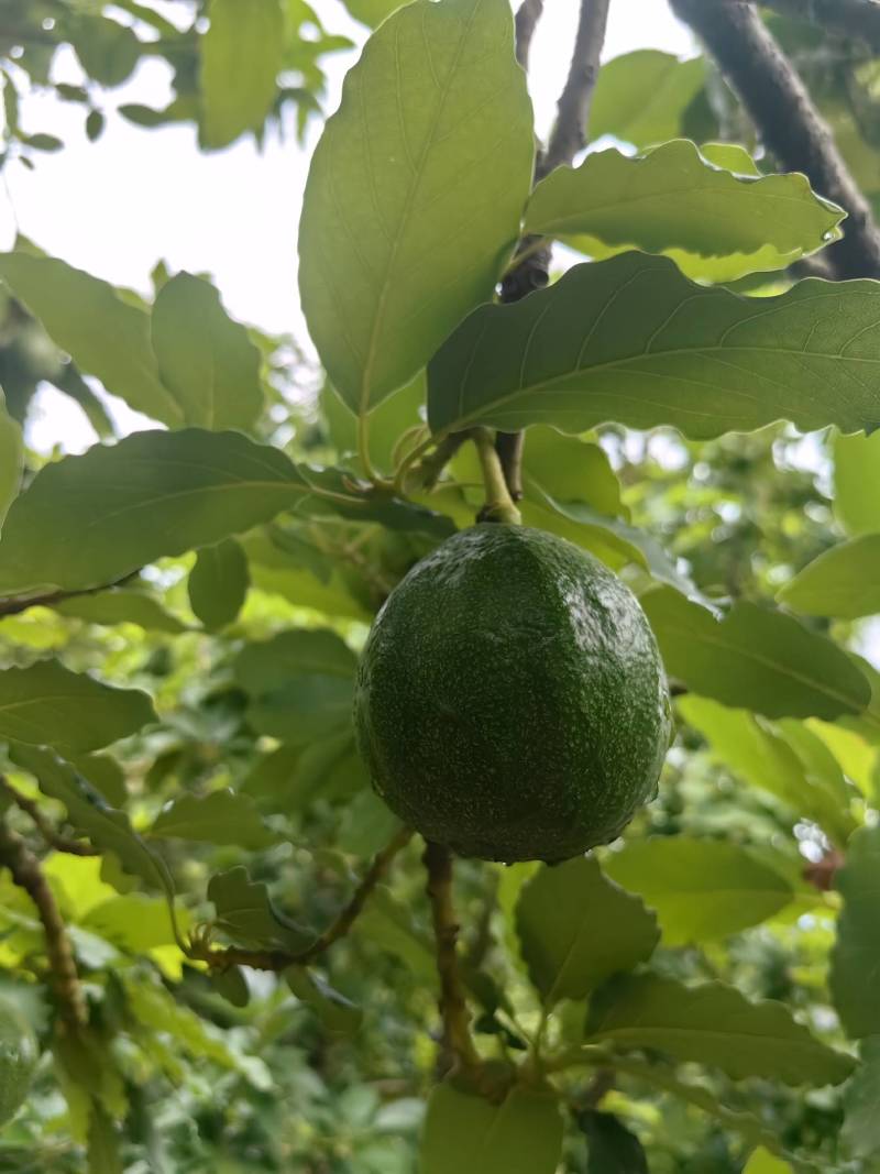 云南白沙牛油果