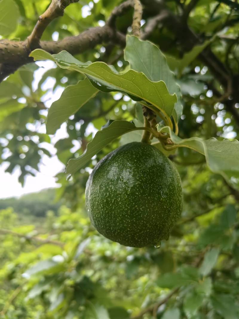 云南白沙牛油果