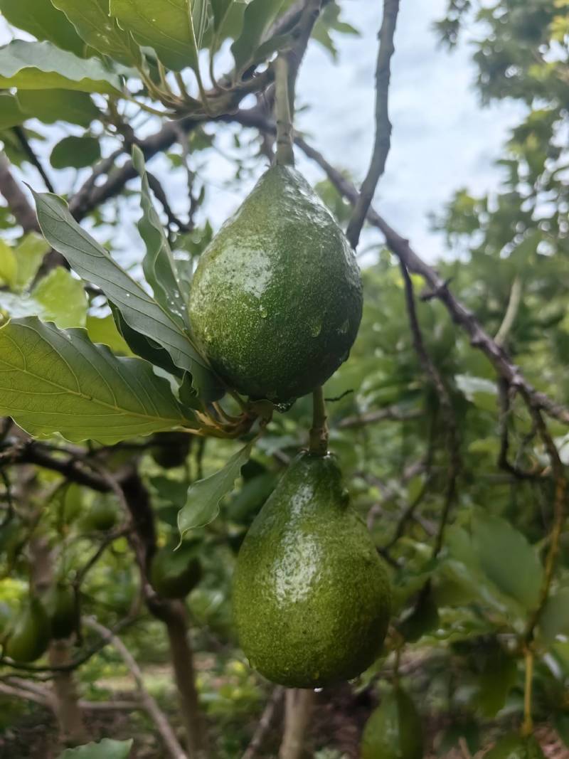 云南白沙牛油果