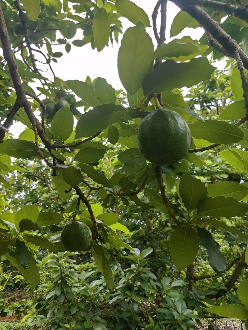 云南白沙牛油果