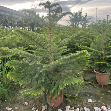 南洋杉