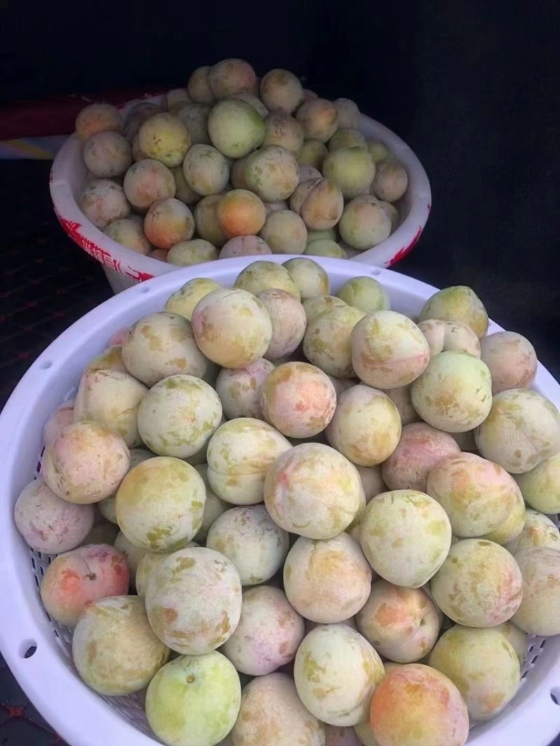 嵊州红心桃形李大量有货现采现发